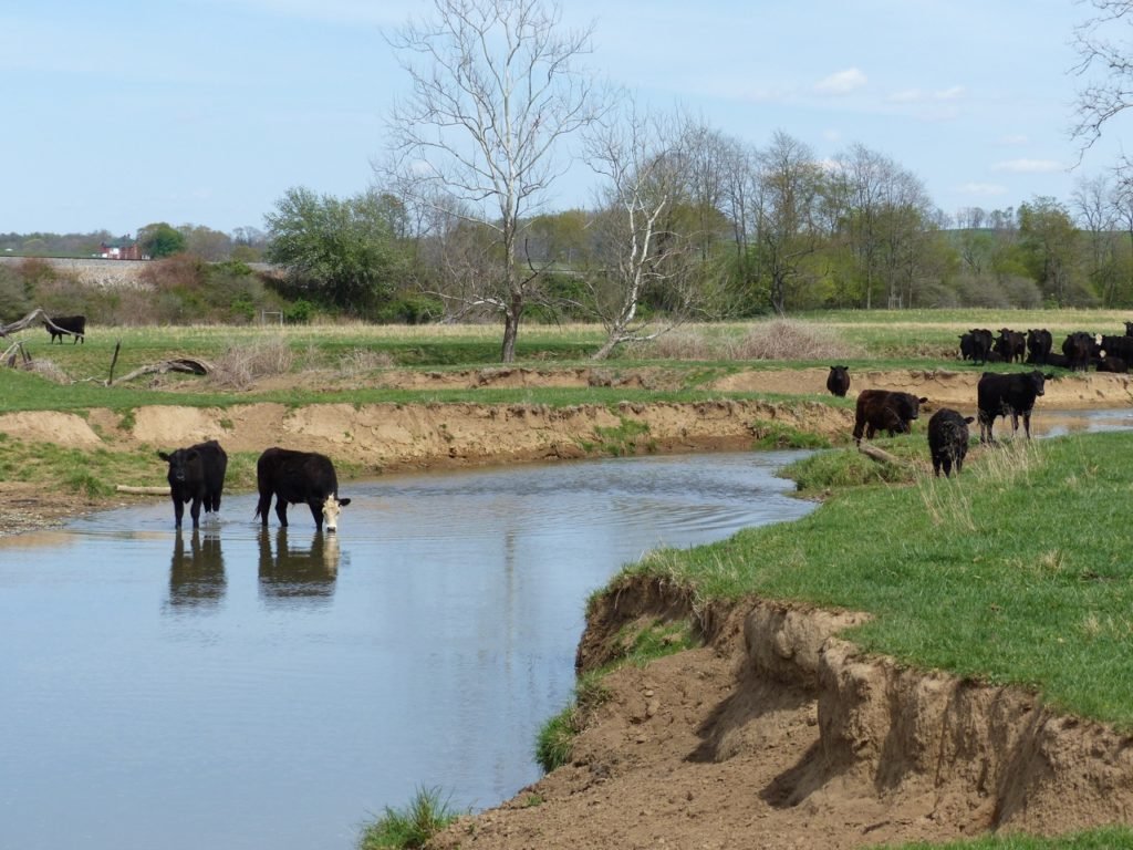 Livestock exclusion from streams is an important BMP