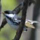 Blackpoll Warblers in Swoope