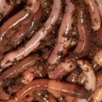 These worms live in the soil.  A lot of worms means you have healthy soil.