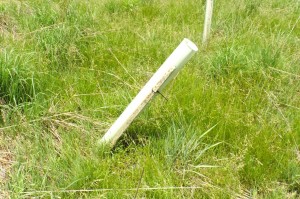 One of the leading causes of tree seedling failure is a broken shelter stake because it leaves an opening at the ground for meadow voles to get to the seedling.