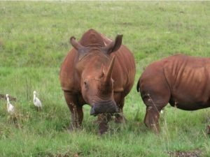White Rhino. Notice the broad flat mouth which is adapted for grazing. Photo by R. Whitescarver.