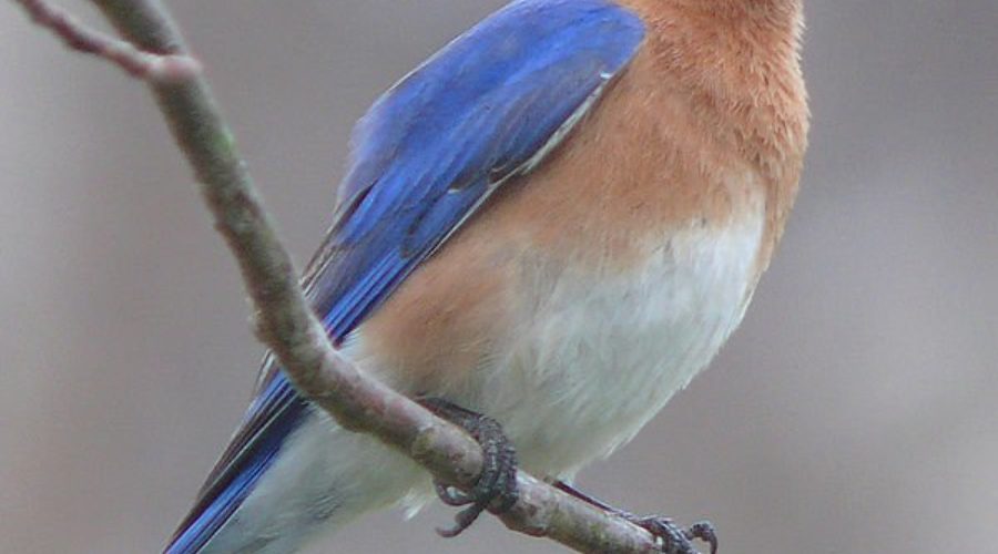 Bluebird Box Clean-out