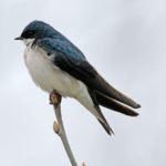 Male Tree Swallow. Photo by John Benson.
