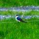 A Phenological Event: The Spring Surge of Swoope and the Arrival of Tree Swallows