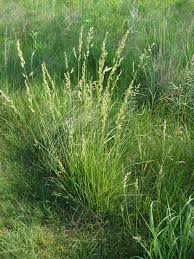 Tall Fescue with seed heads.