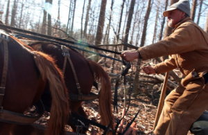 Real horse power can be used to harvest timber.