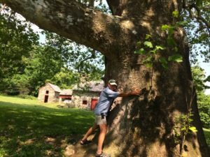 A big hug for the Lafayette Sycamore in the Brandywine Battlefield of Pennsylvania.