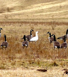 One Snow Goose visits with the Canadian Geese in a pasture on a neighbor's farm.