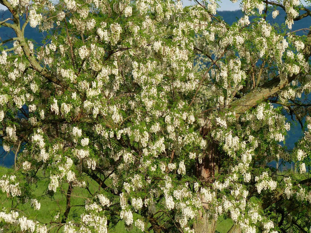 Black Locust in full bloom