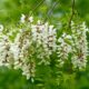 Ode to Black Locust Trees