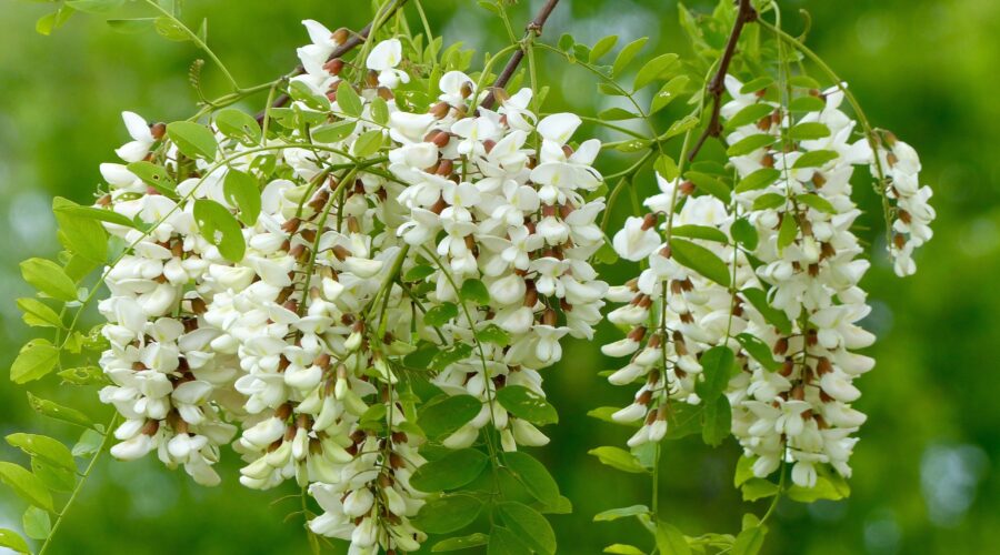 Black Locust blooms