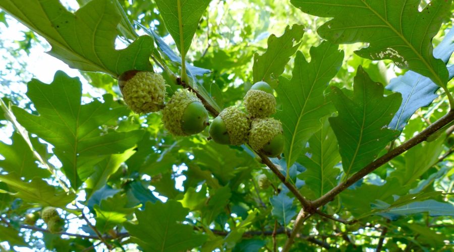 Native leaves from trees like this Swamp White Oak will help bring back Brook Trout.