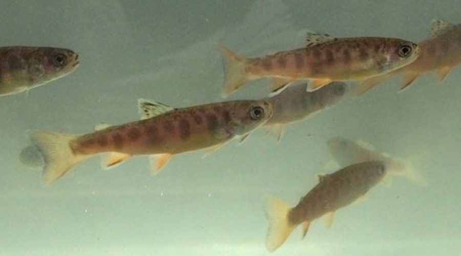 Brook Trout – Environmental Refugees From the Middle River