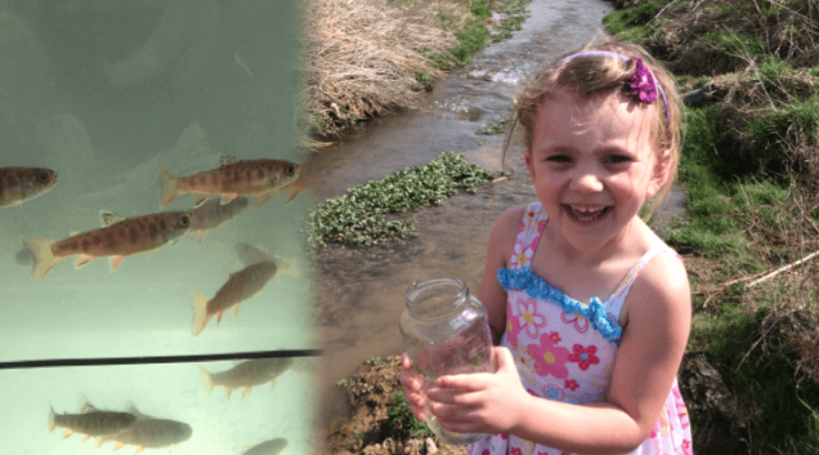 Riparian Forest Buffers are essential for restoring Brook Trout habitat.