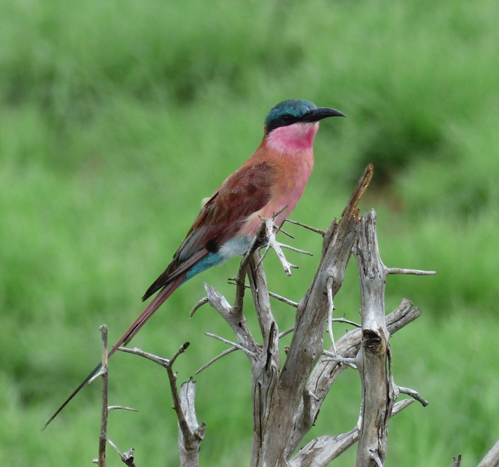 Southern Carmine Bee-eater in South Africa