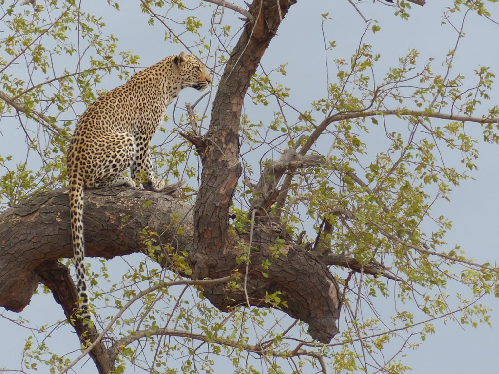 Leopard in Kruger National Park, South Africa.