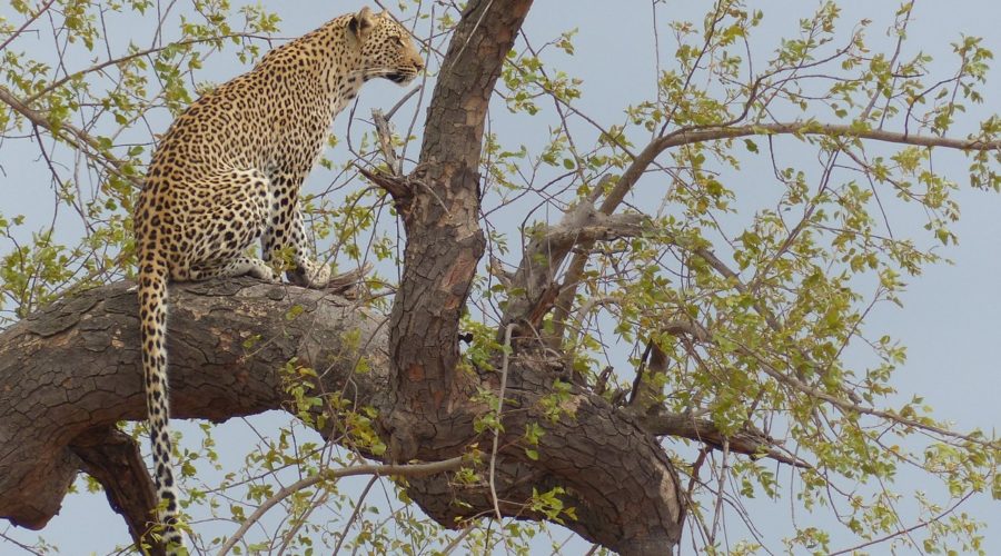 Leopard in Kruger National Park
