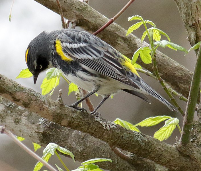 Yellow-Rumped Warbler not in Swoope by Marshall Faintich