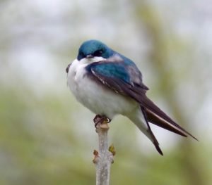 Tree Swallows nest on our farm at the river. This is a male guarding the nest.