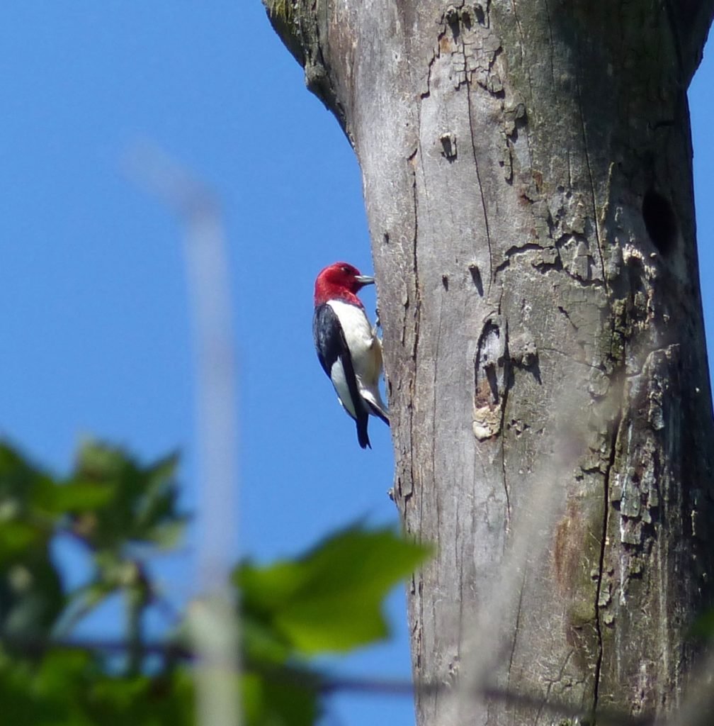 Red-headed Woodpeckers nest in snags along Middle River