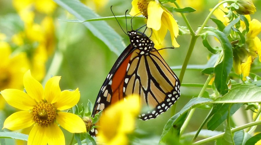 Fueling Stations for Monarchs – Swoope Almanac September 2016