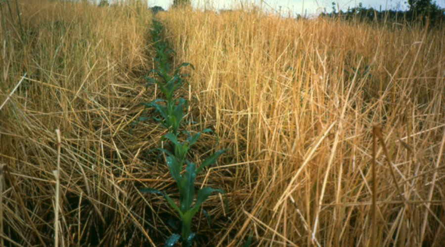 Corn and rye capture carbon