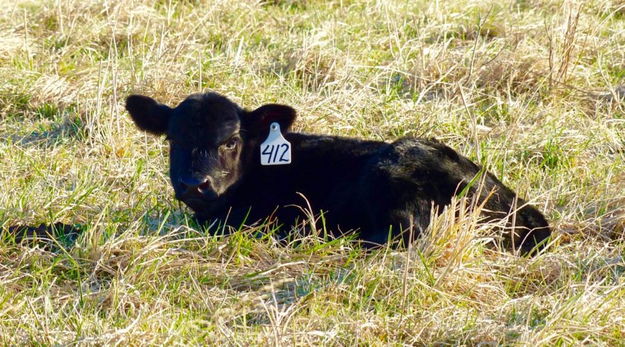 Calving Season: Swoope Almanac – March 2017