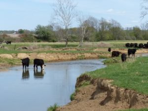 Livestock that have access to streams and rivers pollute the water with their manure and urine.  But perhaps even worse, when they access a stream and 
