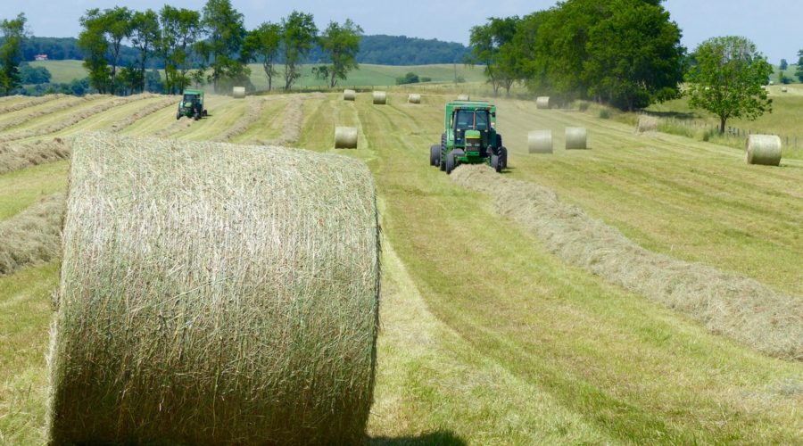 Bulls, Carbon and Catalpa – Swoope Almanac June 2017