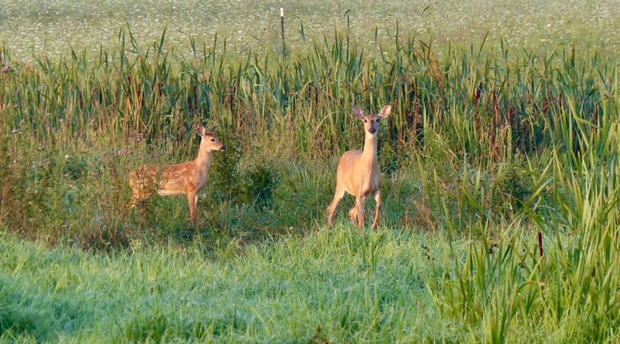 Riparian Buffer Management – Control Invasives, Encourage Natives