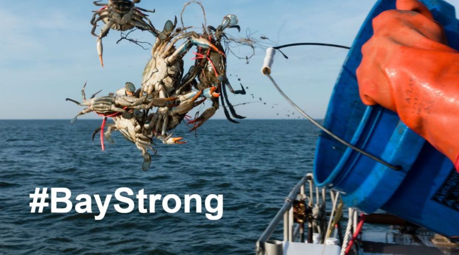 Torpedoes, Trump and the Clean Water Act at 45