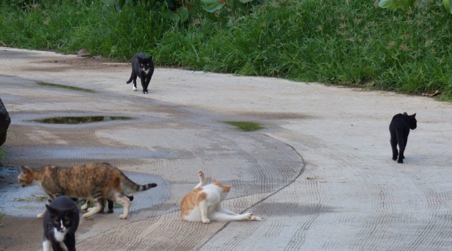 Four Compelling Reasons Cats Need to be Indoors