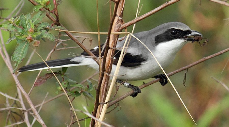 Loggerhead Shrike