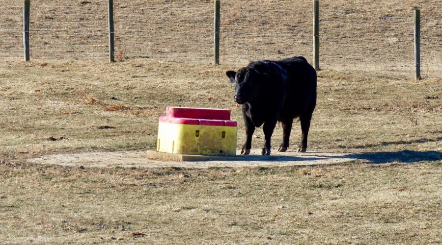 Frozen Water in the Livestock Trough