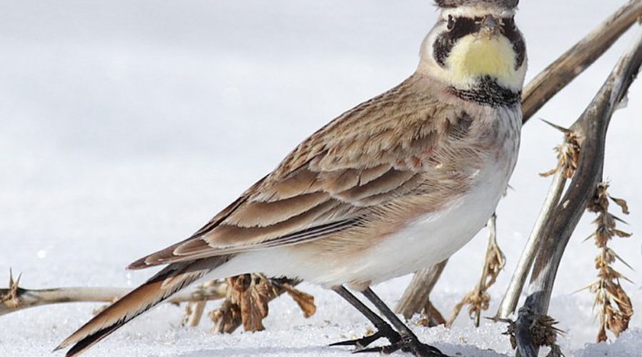 Horned Lark – Special Species of Swoope