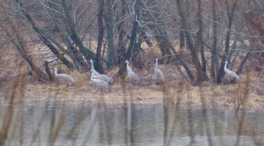 Cows, Calves, and Cranes – Swoope Almanac March 2018