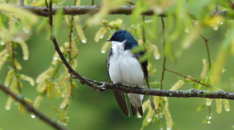 Tree Swallows, Mercury Contamination and Middle River