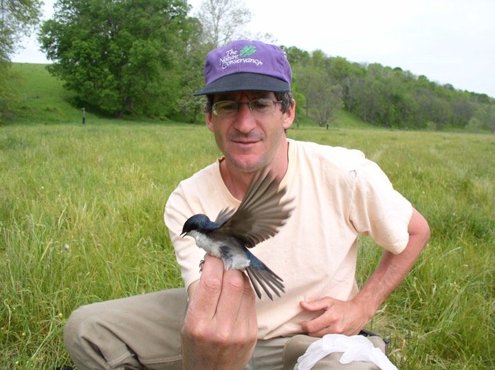 Tree Swallow captured along Middle River