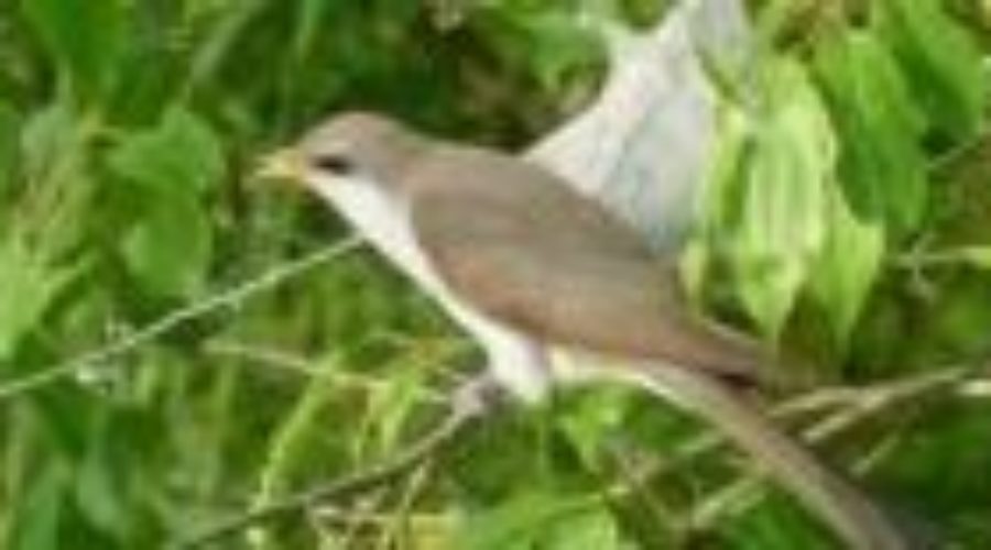 Yellow-billed Cuckoo at the river.