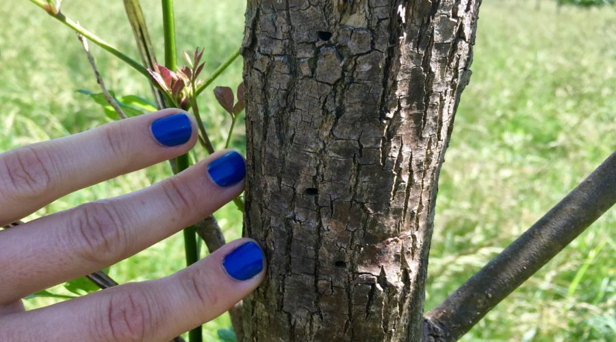 Emerald Ash Borer exit holes
