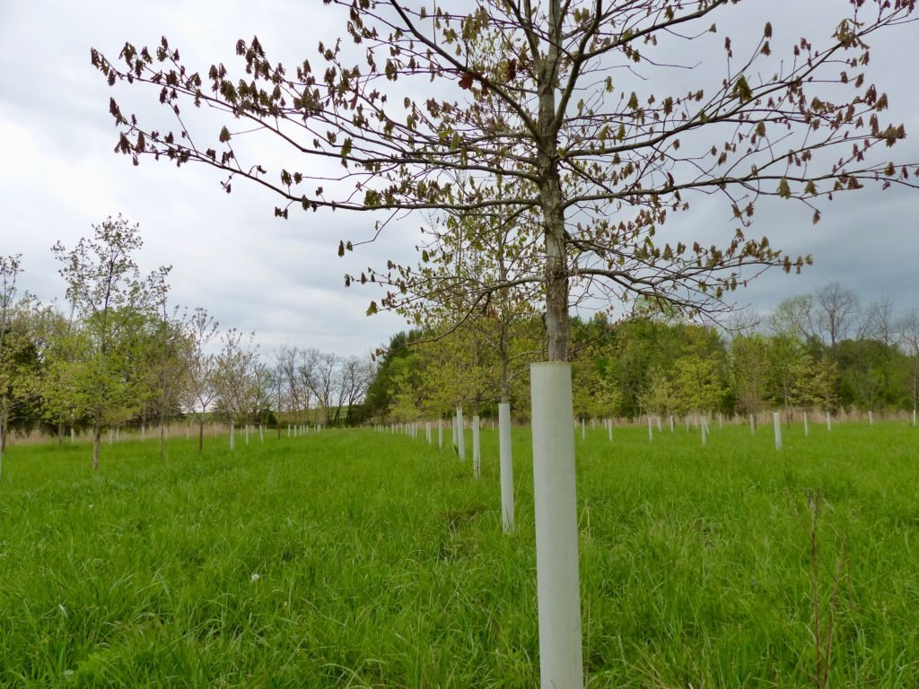 Rows of trees in a riparian buffer.