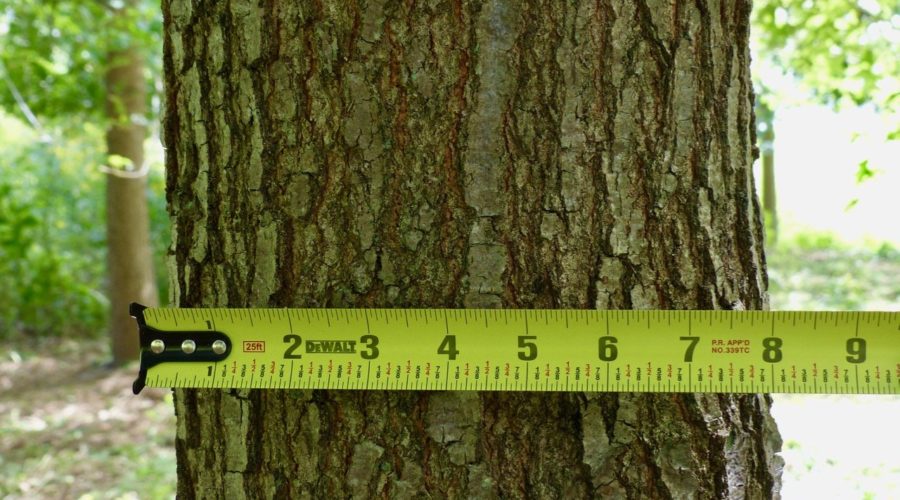 Eight inch diameter in 14 years.