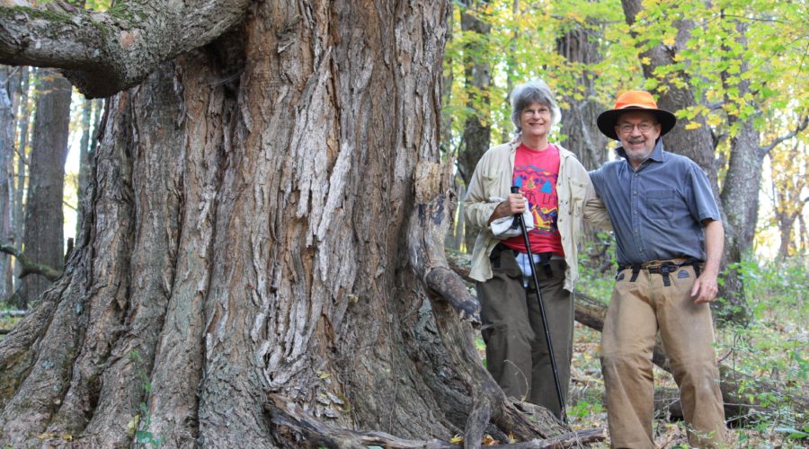 Old-growth sugar maple