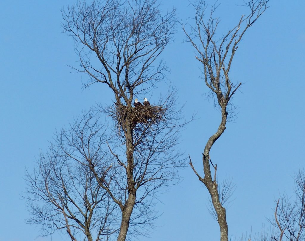 Bald Eagles of Swoope