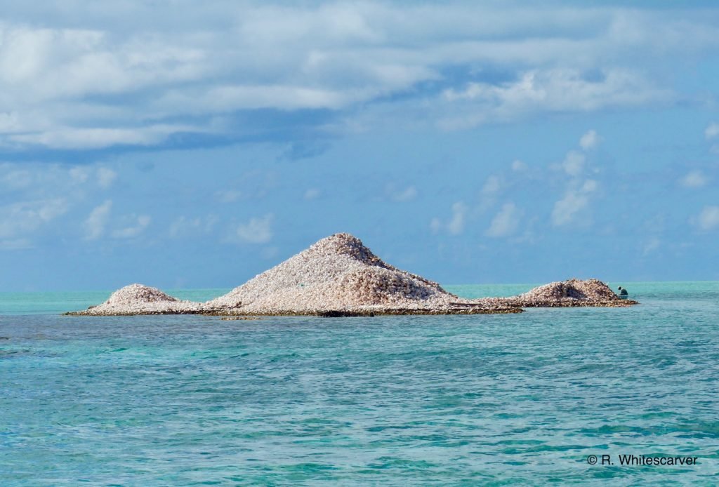 Anegada conch mound
