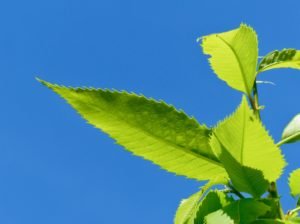American Chestnut leaf