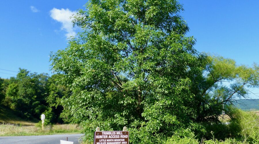 Young, uninfected Green Ash