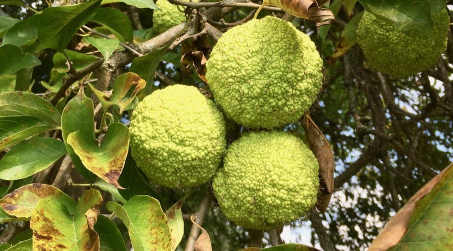 Osage Orange From Meriwether Lewis Planted in Swoope