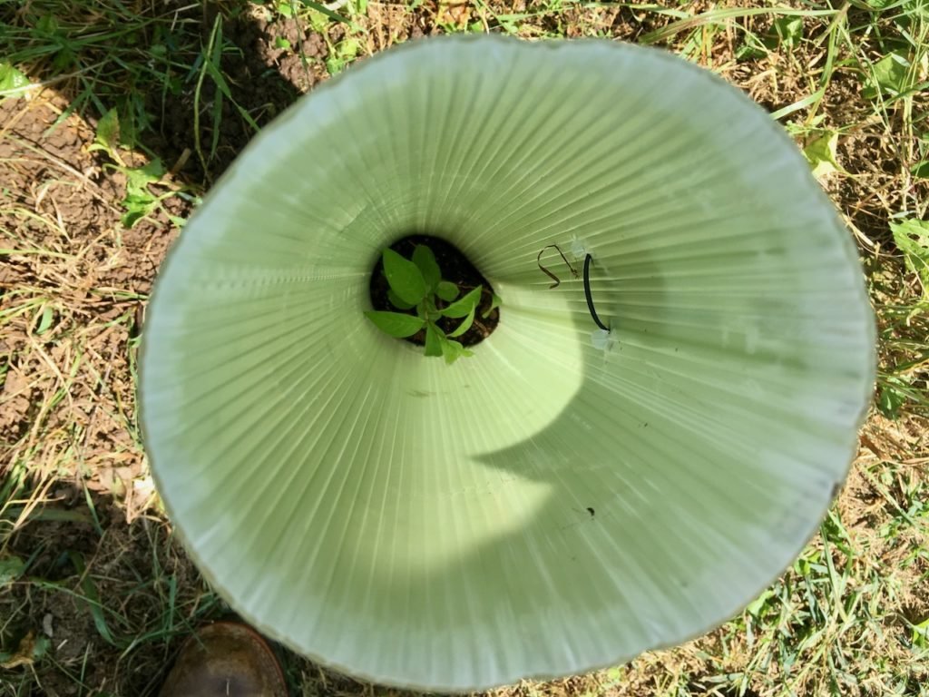 Osage Orange from Lewis cutting