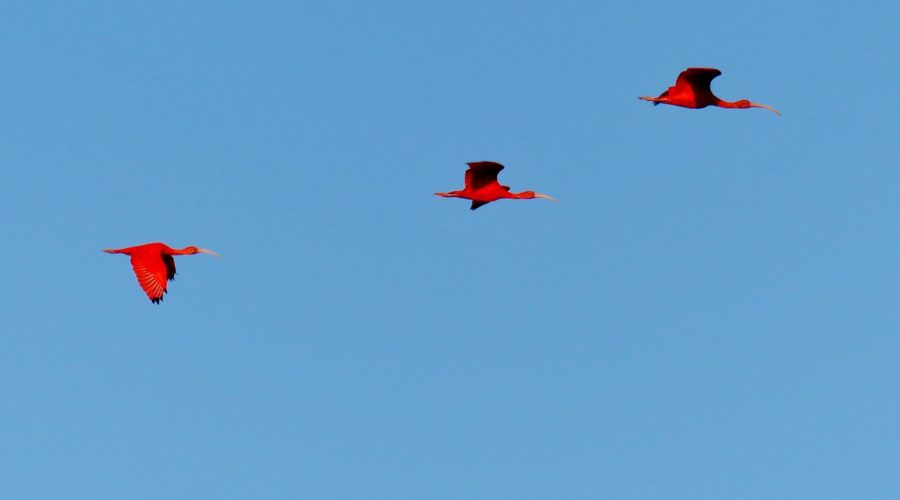 Scarlet Ibises flying in to roost.